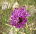 Allium nigrum